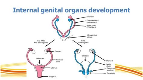 hermaphrodite diagram|Hermaphrodite .